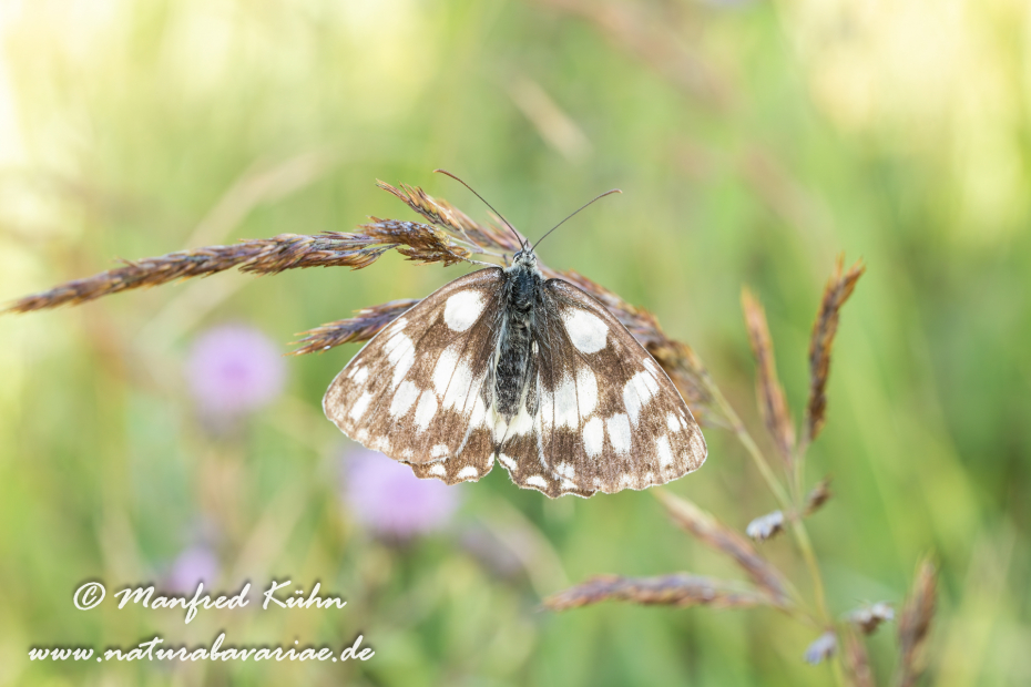 Schachbrett ()_0262