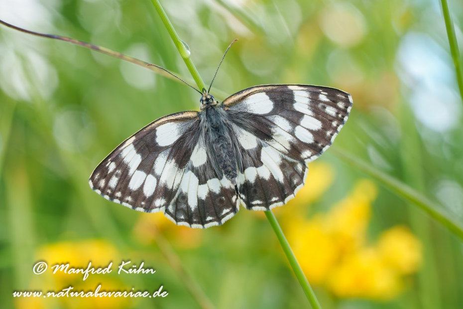 Schachbrett ()_0267