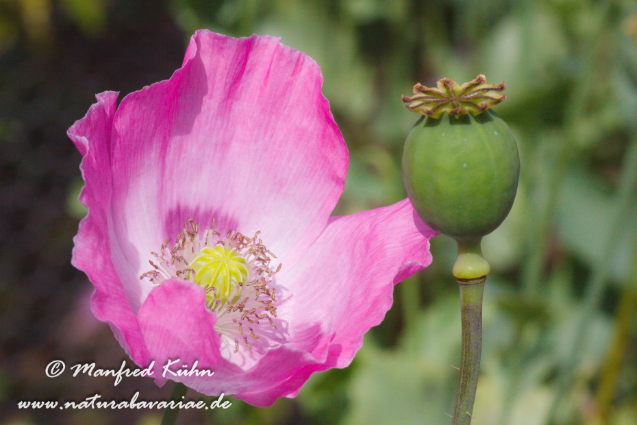 Schlafmohn ()_0001