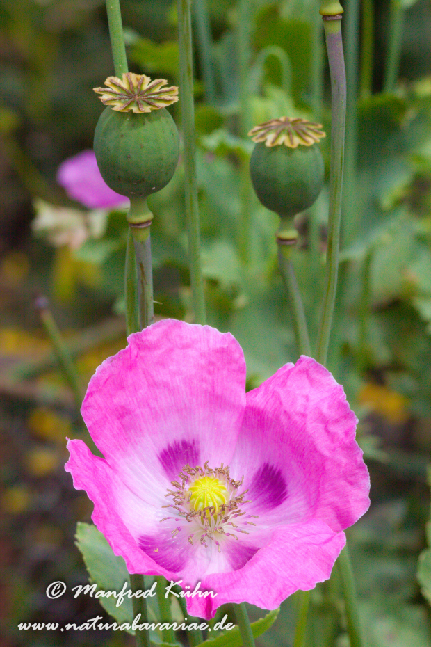 Schlafmohn ()_0002
