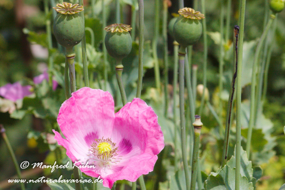 Schlafmohn ()_0003
