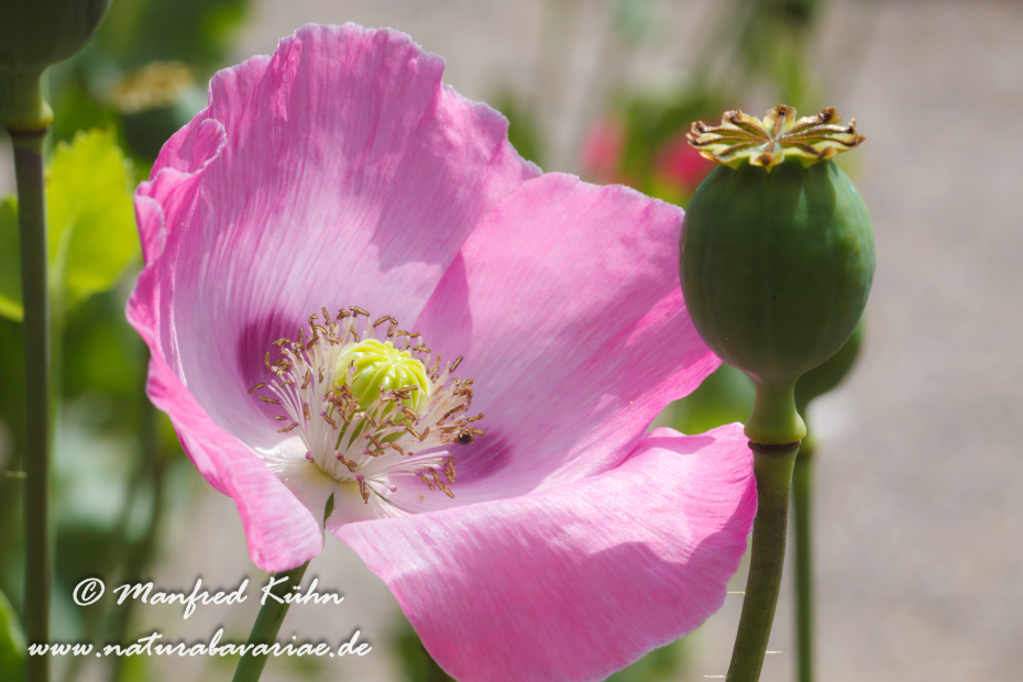 Schlafmohn ()_0004