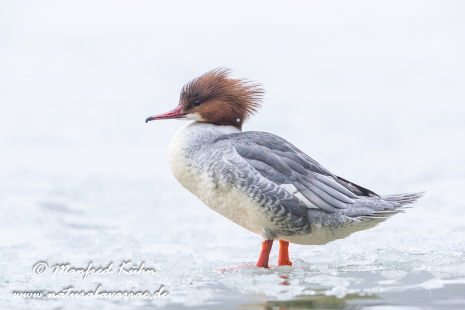 Gänsesäger ()_0005