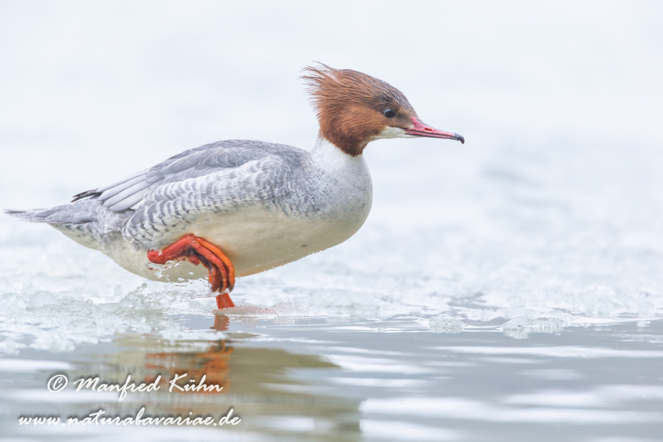Gänsesäger ()_0006