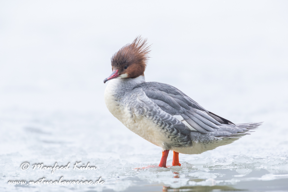Gänsesäger ()_0007