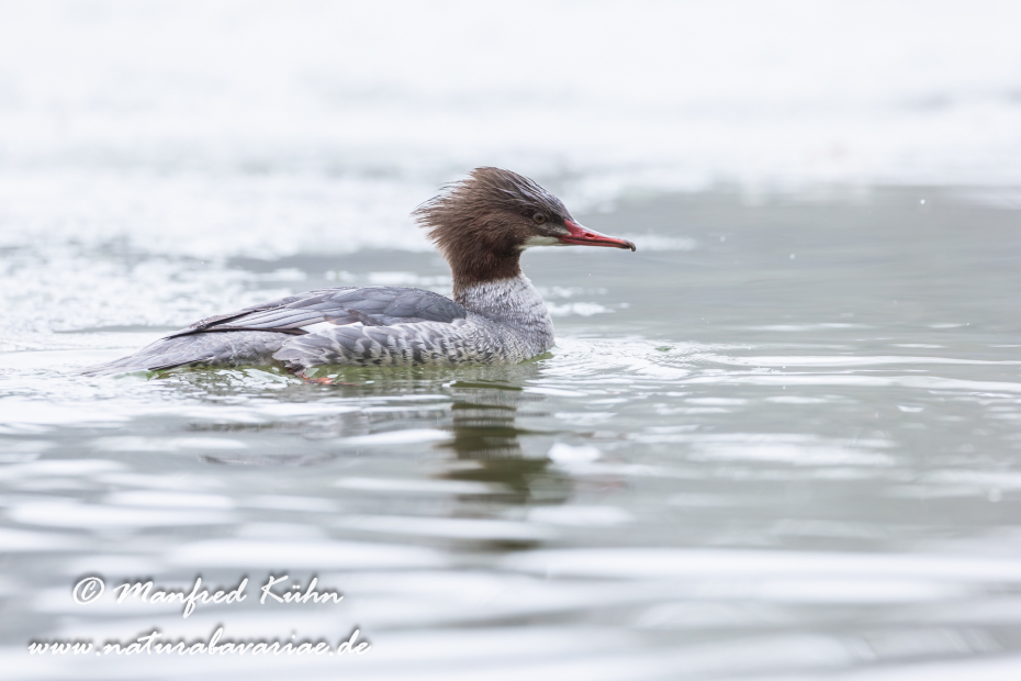 Gänsesäger ()_0010