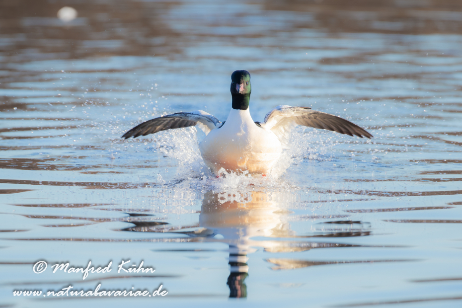 Gänsesäger ()_0036