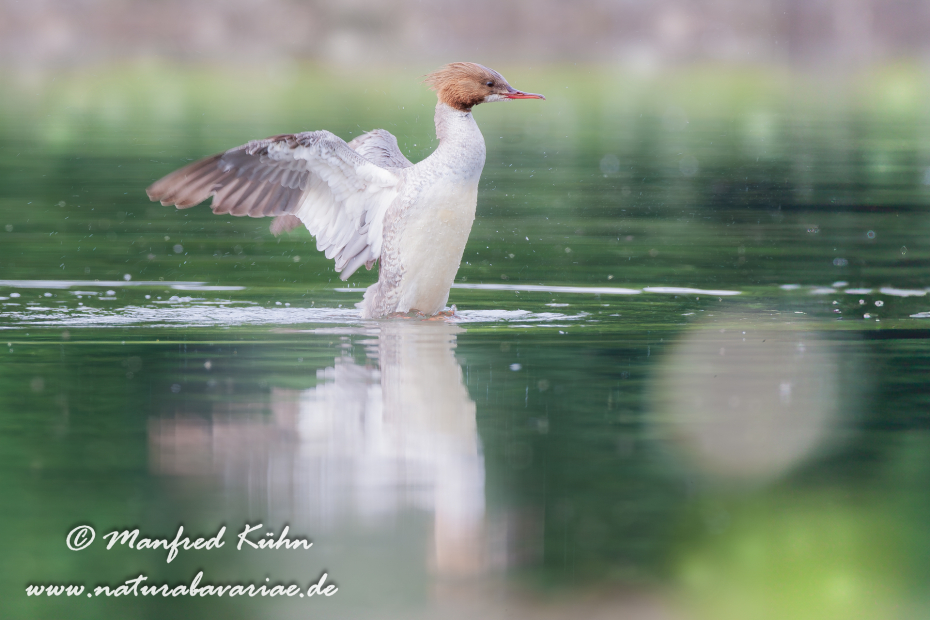 Gänsesäger ()_0058