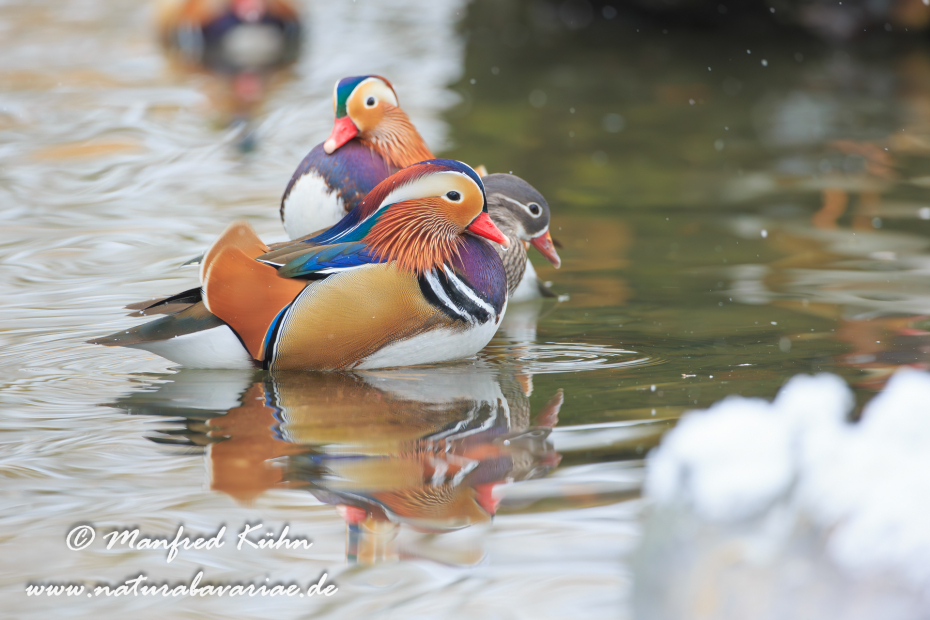 Mandarinente ()_0008