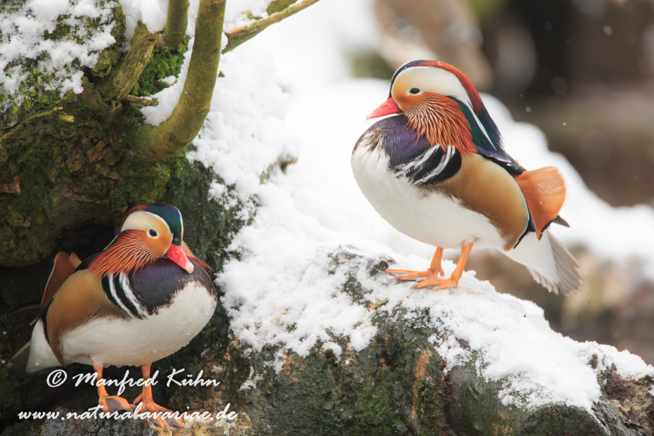 Mandarinente ()_0010