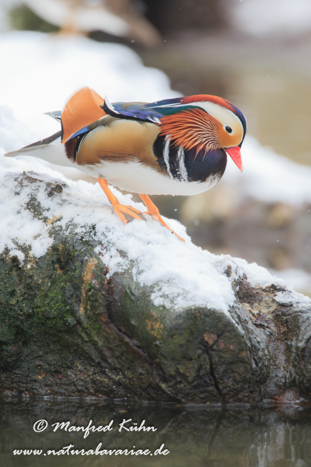 Mandarinente ()_0011