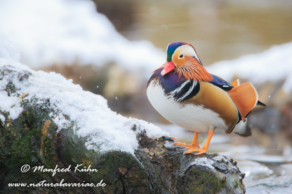 Mandarinente ()_0013
