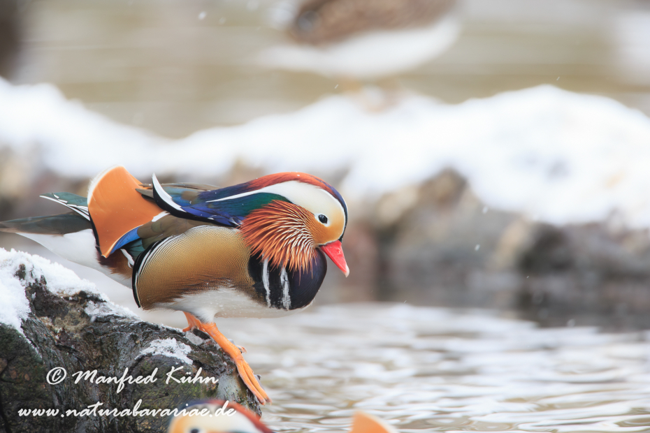 Mandarinente ()_0014