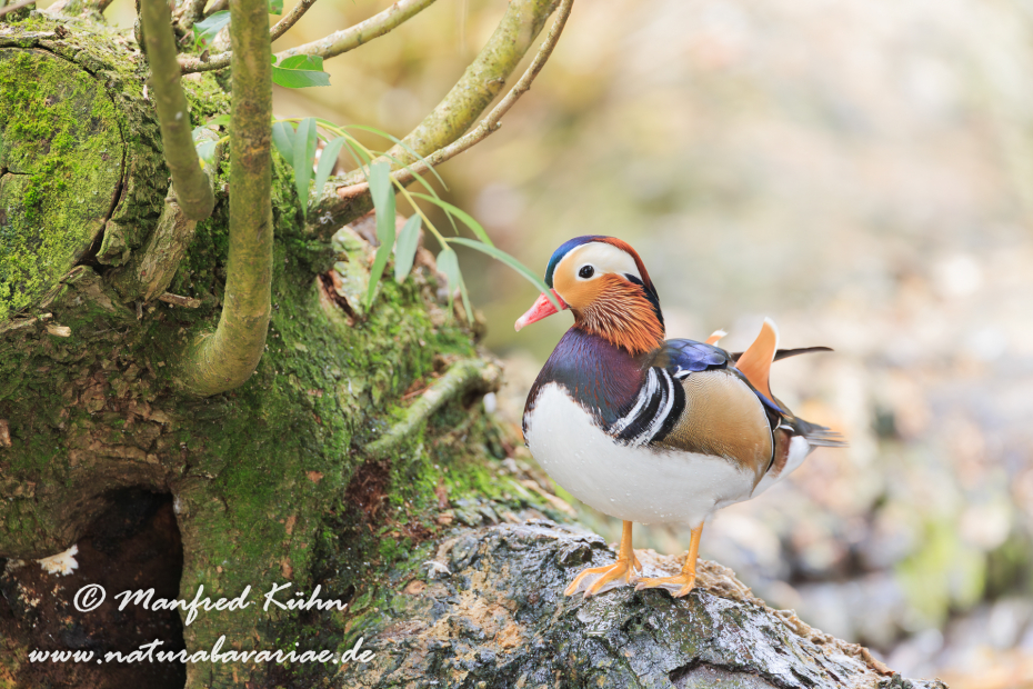Mandarinente ()_0017