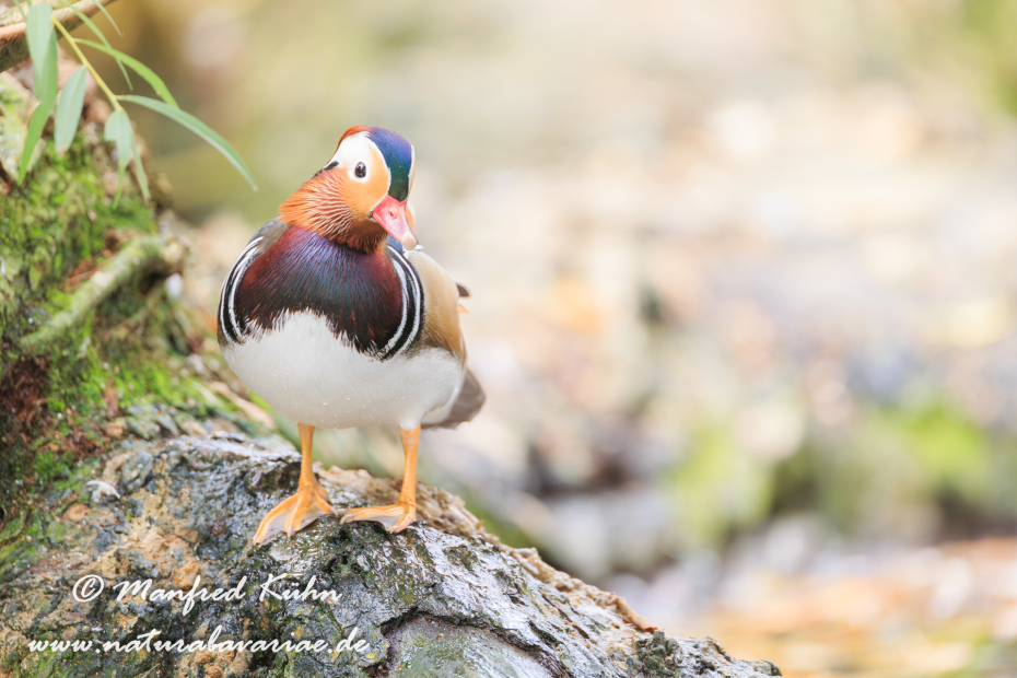 Mandarinente ()_0020