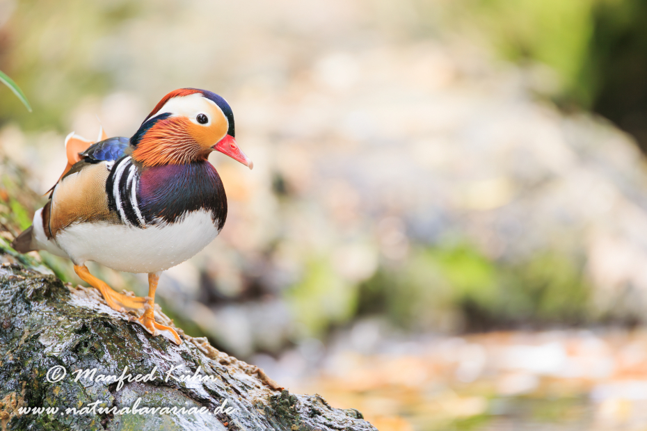 Mandarinente ()_0021