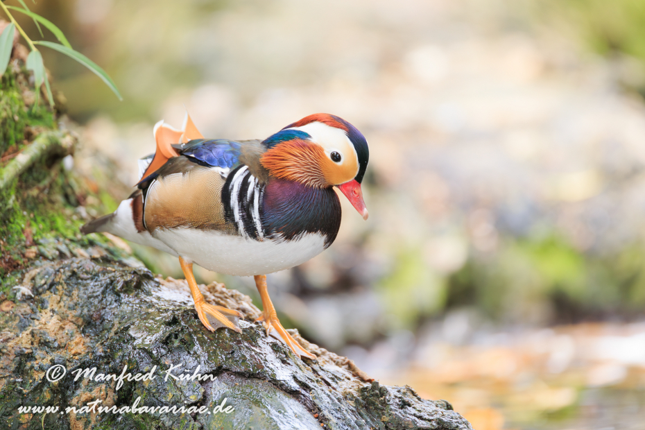 Mandarinente ()_0022