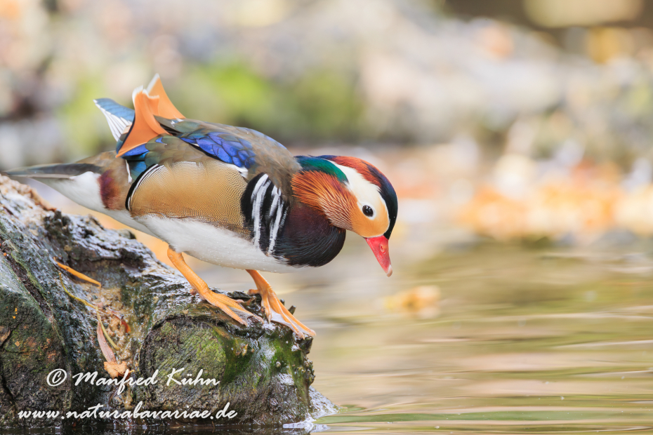 Mandarinente ()_0024