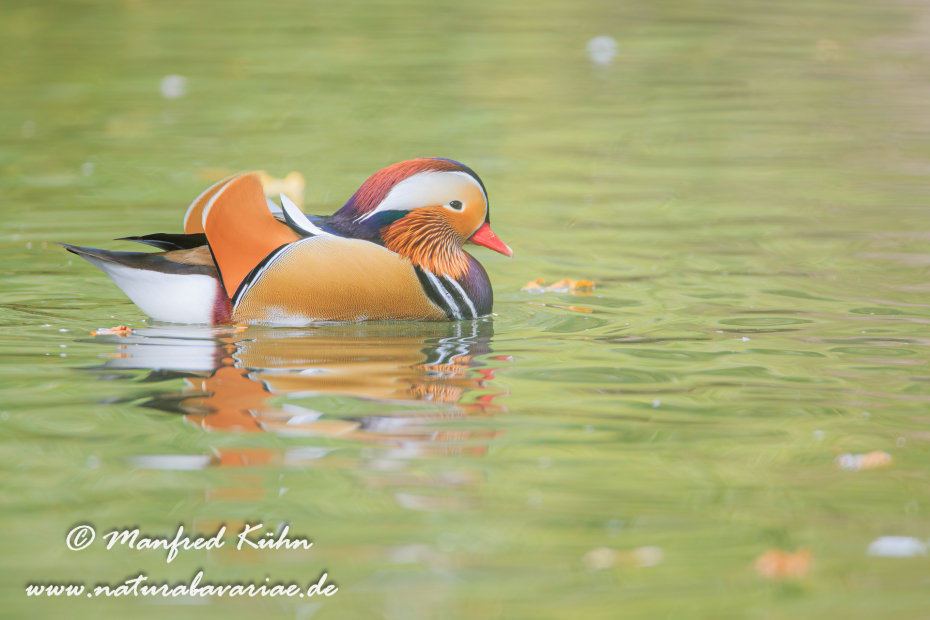 Mandarinente ()_0027