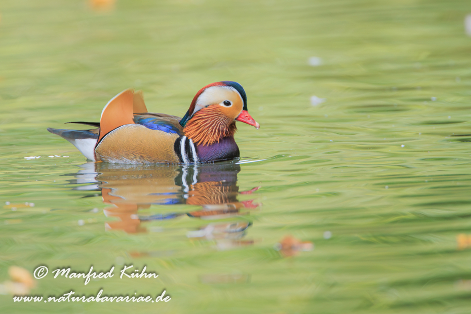 Mandarinente ()_0029