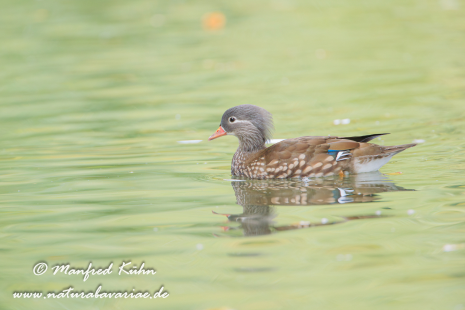 Mandarinente ()_0033