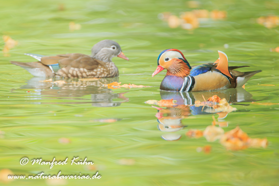 Mandarinente ()_0034