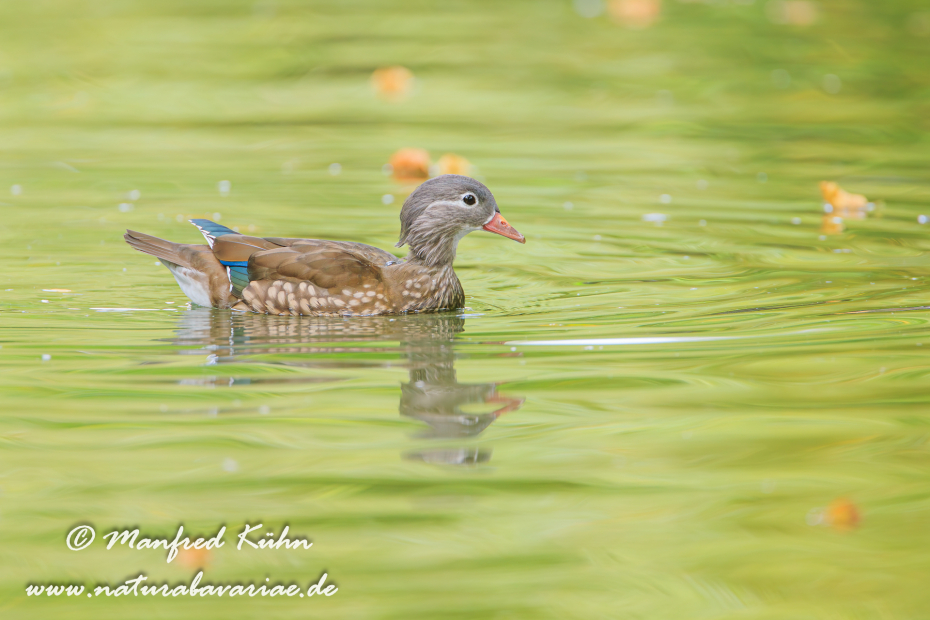 Mandarinente ()_0036