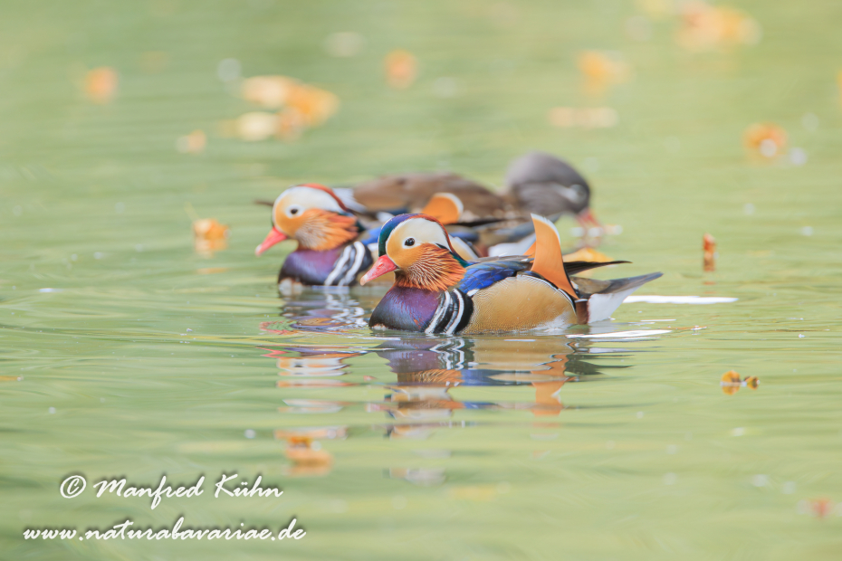 Mandarinente ()_0042