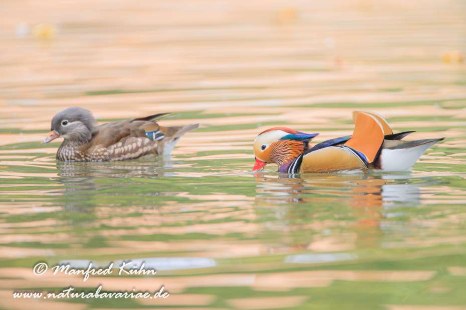 Mandarinente ()_0044