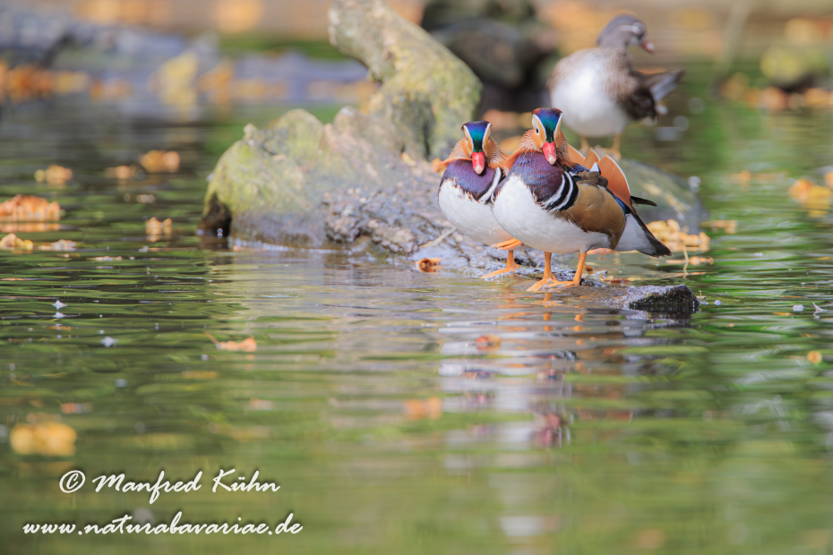 Mandarinente ()_0046