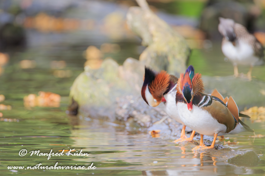 Mandarinente ()_0047