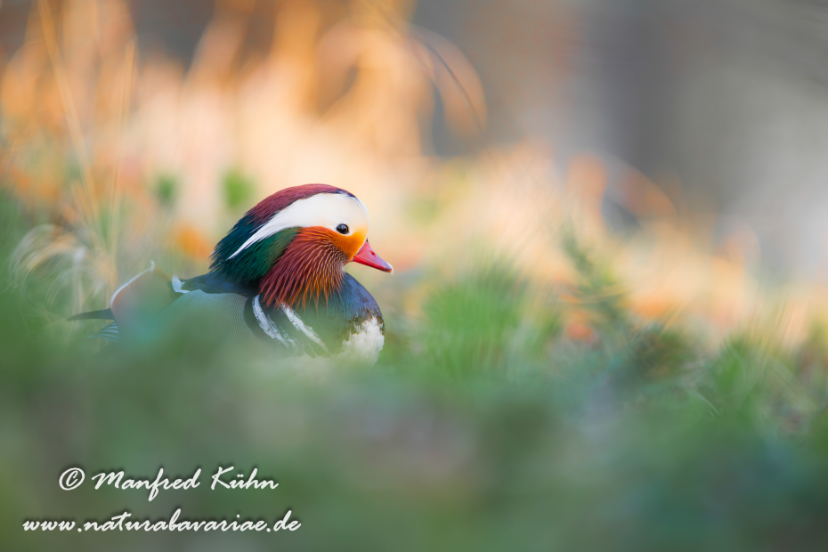 Mandarinente ()_0080