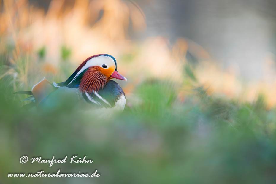 Mandarinente ()_0081