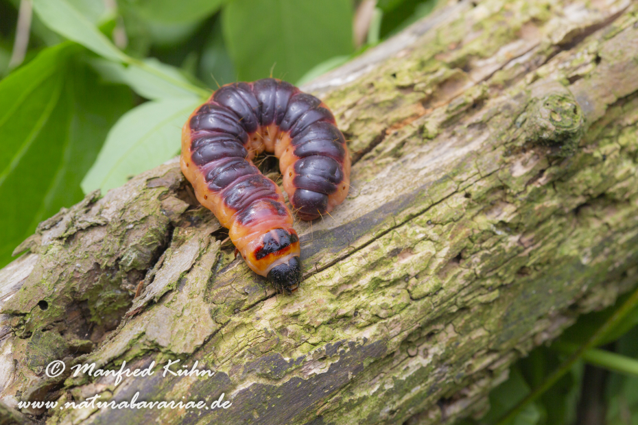 Weidenbohrer ()_0005