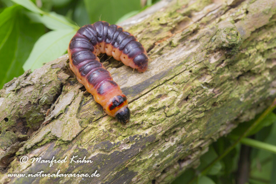 Weidenbohrer ()_0009