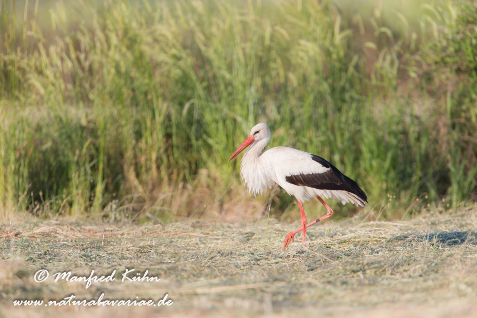 Weissstorch ()_0002