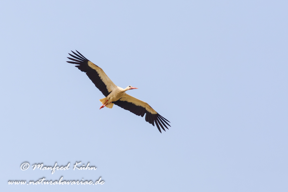 Weissstorch ()_0033