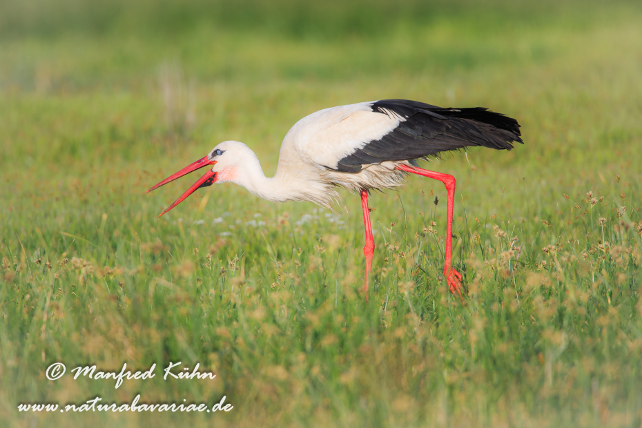 Weissstorch ()_0037