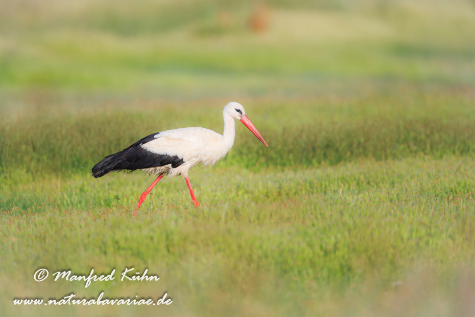 Weissstorch ()_0044