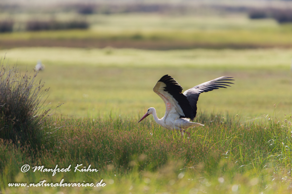 Weissstorch ()_0045