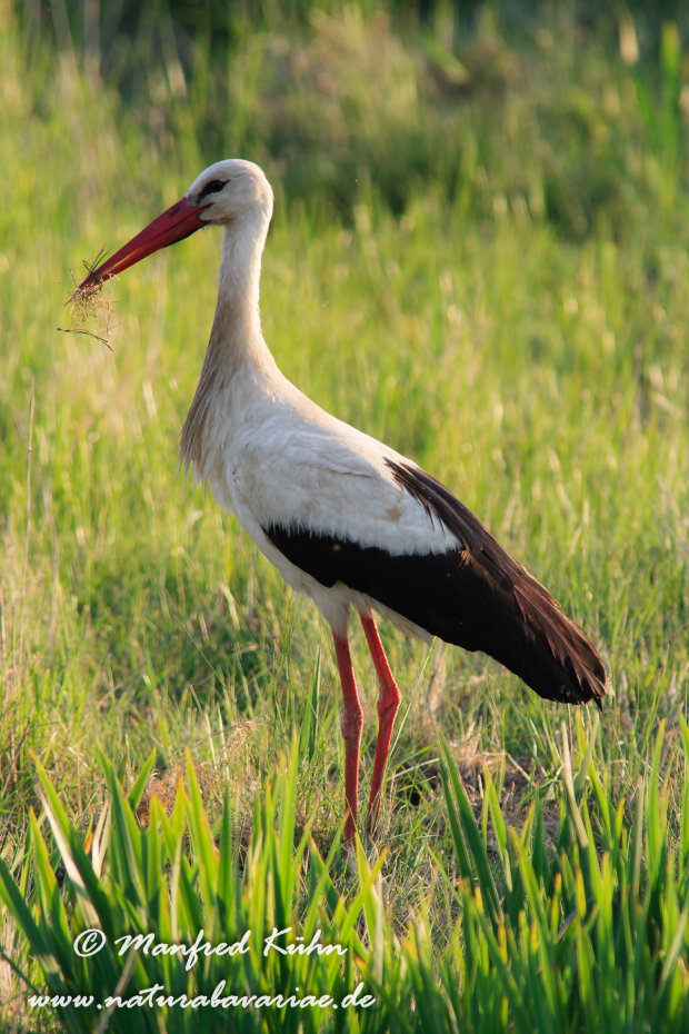 Weissstorch ()_0055