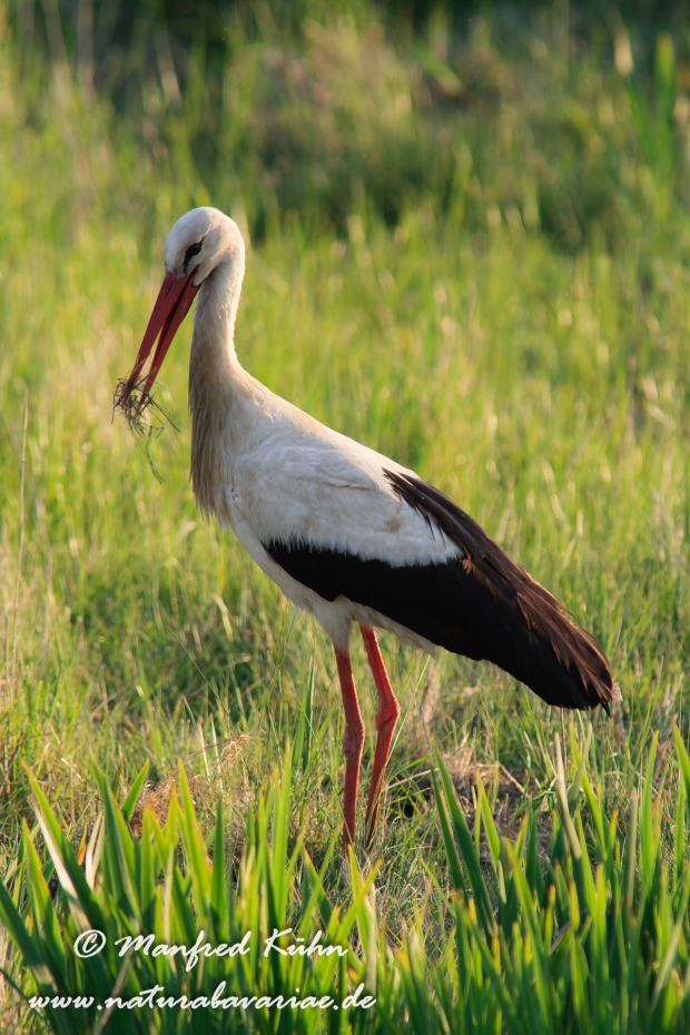 Weissstorch ()_0056