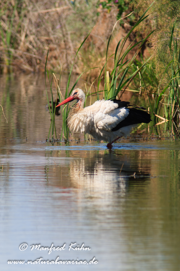 Weissstorch ()_0062