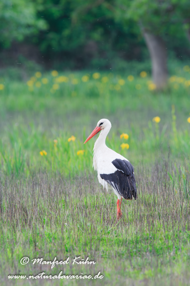 Weissstorch ()_0063