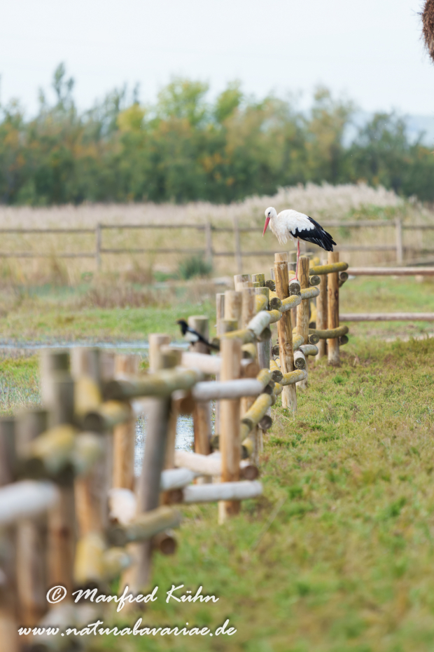 Weissstorch ()_0074