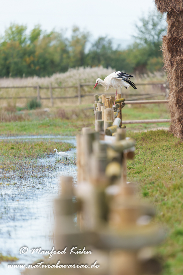 Weissstorch ()_0080