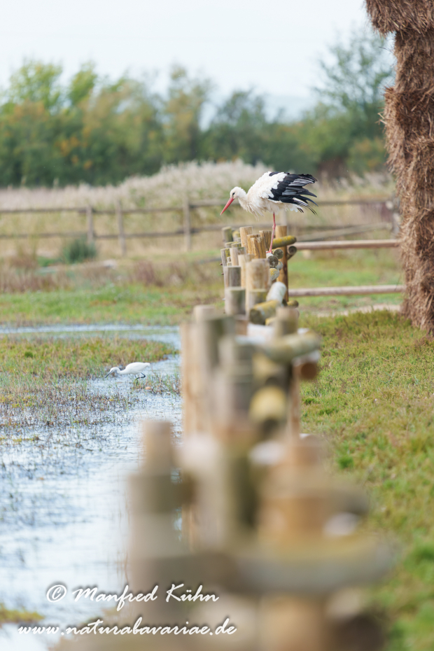 Weissstorch ()_0082