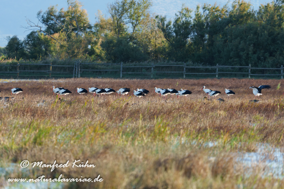Weissstorch ()_0086
