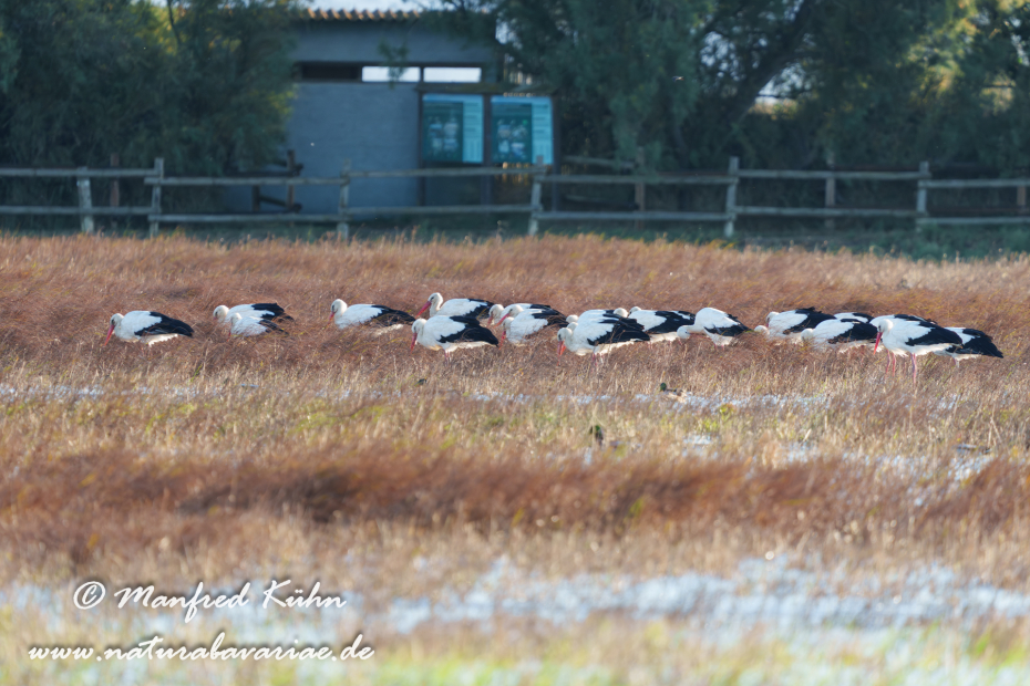 Weissstorch ()_0088
