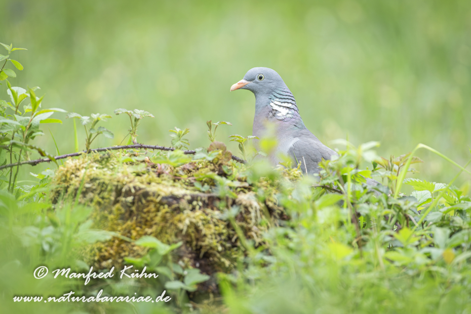Ringeltaube ()_0034